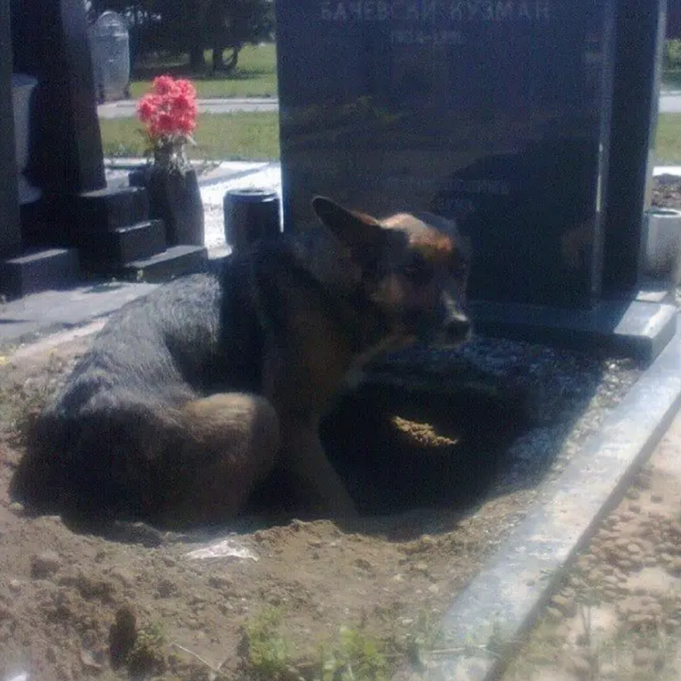 A dog dug a hole in its owner’s grave, who had just passed away, in order to be close to the person it loves the most. Nothing in the world can compare to the love and loyalty of a dog towards its owner.