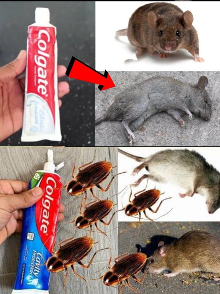 Stop wasting money on mouse, cockroach and ant poisons. Learn how to use toothpaste to protect your home. No mice, cockroaches or ants survive in my home thanks to this method! If you are tired of spending money unnecessarily, try this effective trick now