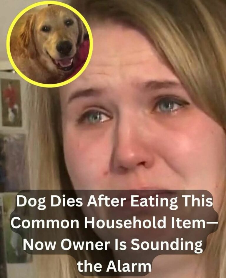 A dog passed away after eating something commonly found at home – The owner is warning others.