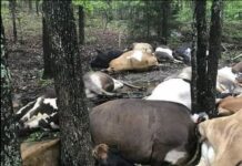 Farmer finds pasture empty, sees all 32 dead cows in one big pile