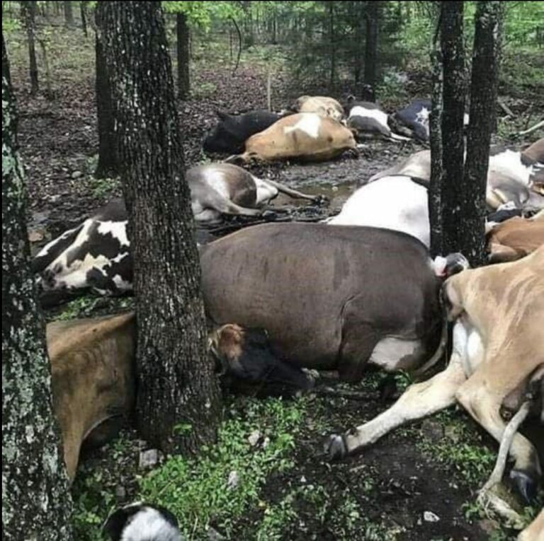 Farmer finds pasture empty, sees all 32 dead cows in one big pile