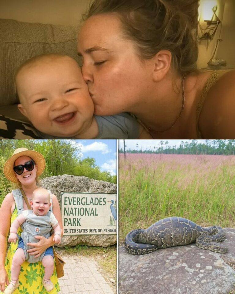 Single Mom Vanished in Everglades, 1 Year Later a Python Is Found With a Strange Bulge…