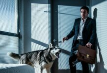 “Max, move!” I shouted, my hand gripping the destroyed briefcase. His icy blue eyes locked on mine, unwavering. The growl that came from his throat was low, deliberate, terrifying. “What the hell are you doing, Max?!” My phone buzzed—my boss. His voice cracked. ‘Daniel… don’t come in. There’s been an incident. Everyone… everyone is dead.’ I froze. I turned to Max. Was this just luck… or did he really know something I couldn’t see?