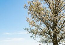 The seven-year-old girl cried and threw a tantrum when her parents adopted a five-year-old child from an orphanage. At first, her parents scolded her for being selfish and lacking compassion. Only one year later did they understand why she had acted that way.